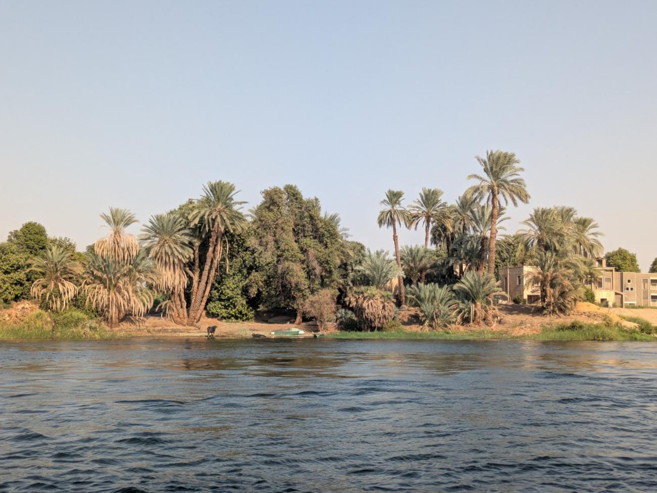 View of river shoreline with palm trees